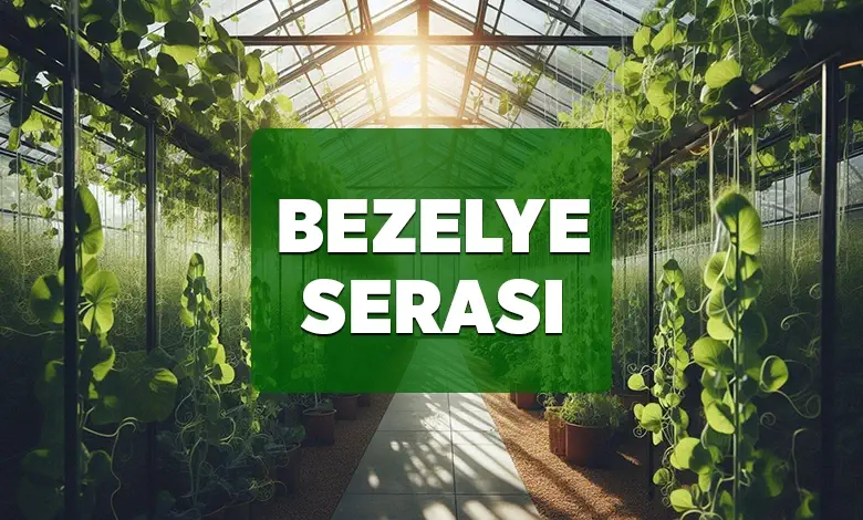 bezelye serasi
