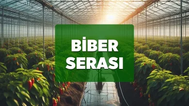 biber serasi