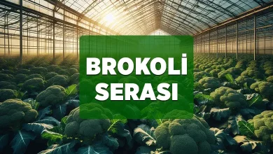 brokoli serasi