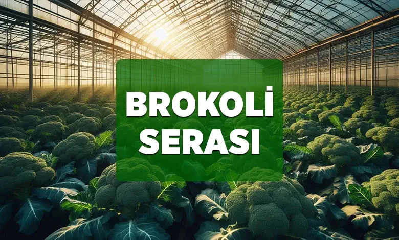 brokoli serasi