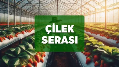 cilek serasi kurulumu