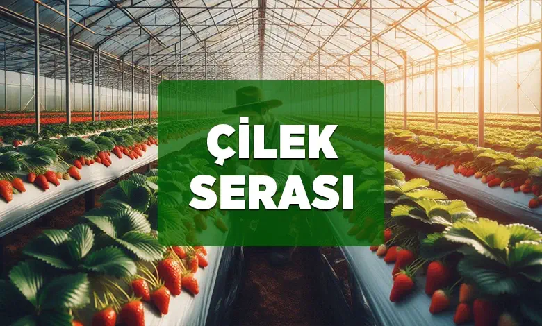 cilek serasi kurulumu
