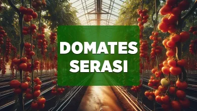 domates serasi