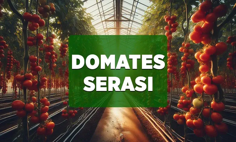 domates serasi
