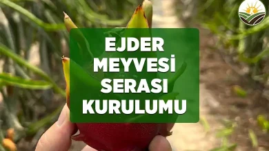 ejder meyvesi serasi kurulumu
