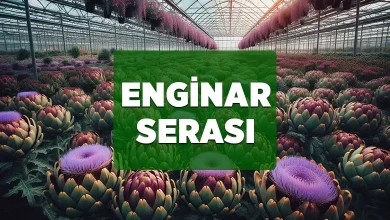 enginar serasi