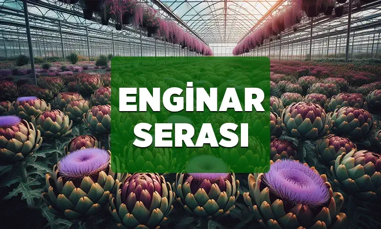 enginar serasi