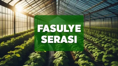 fasulye serasi