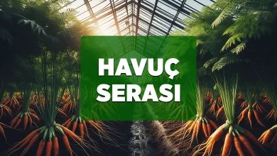 havuc serasi