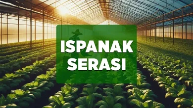 ispanak serasi