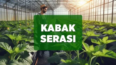 kabak serasi