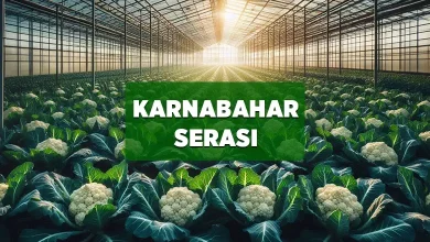 karnabahar serasi
