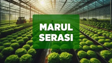 marul serasi