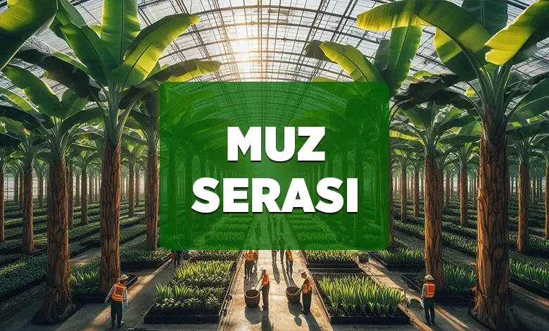 muz serasi