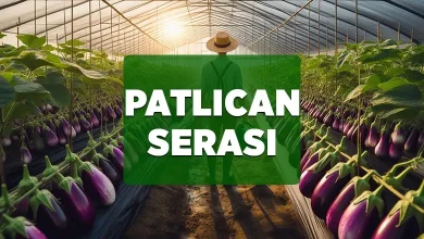 patlican serasi