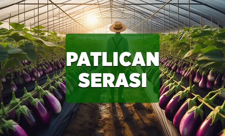 patlican serasi