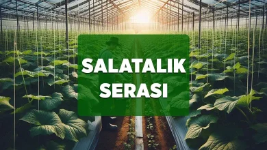 salatalik serasi