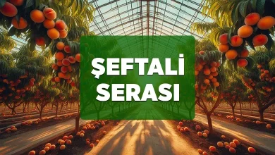 seftali serasi kurulumu