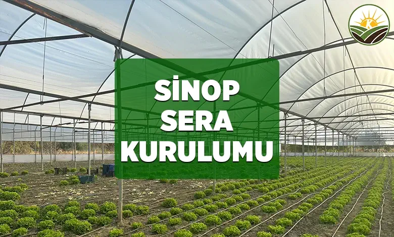 sinop sera kurulumu