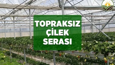 topraksiz cilek serasi kurulumu