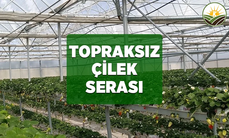 topraksiz cilek serasi kurulumu